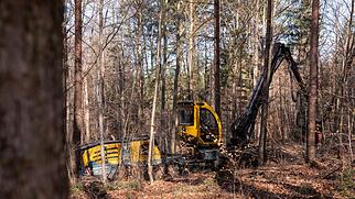 Holzernte im Wald