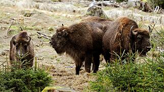 Wisent-Herde